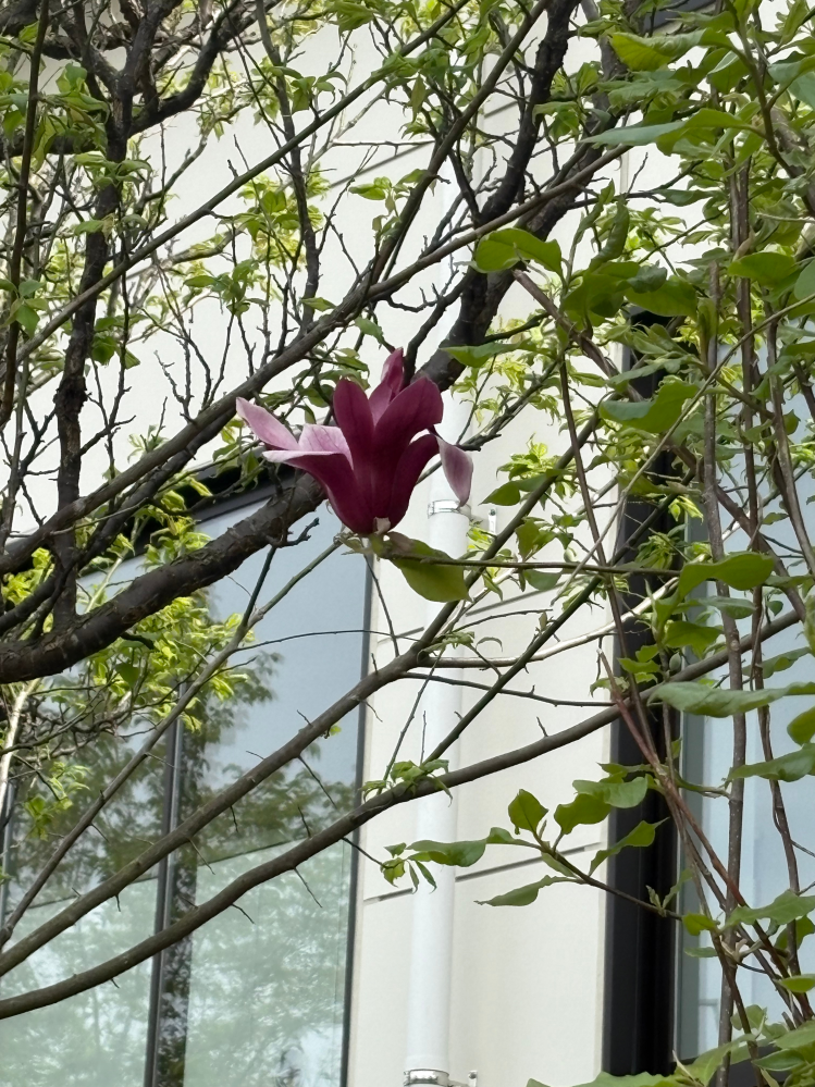 木蓮かと思ってたけど違いますか？！ずーっと木蓮かと思ってたので 