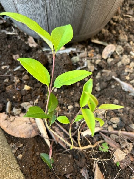 高さ150センチほどの鉢植えのビワの木を買いました。地面に 高さ150センチほどの鉢植えのビワの木を買いました。地面に