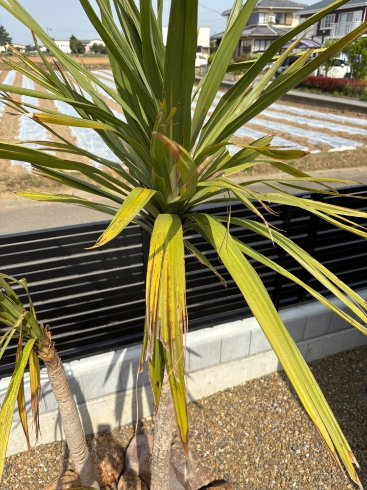 フェニックス・ロベレニーの判定方法 (Phoenix roebelenii)