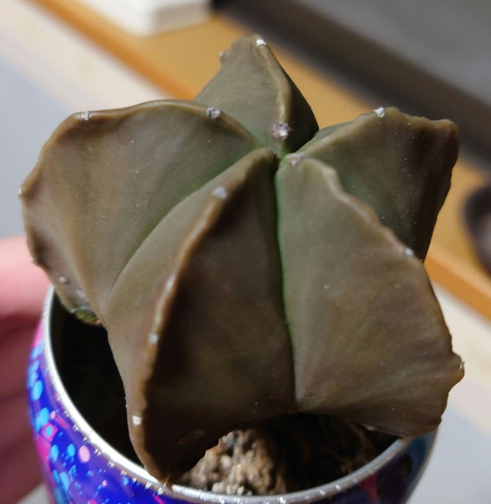 ユッカ•ロストラータの苗を買ってきて、10年くらい育てて