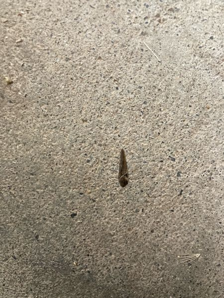 これはなんの虫の羽ですか？玄関に一枚だけありました。 まさか白アリですか？