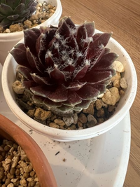 センペルビウム 赤巻絹 多肉植物 抜き苗 センペルビブム 美色