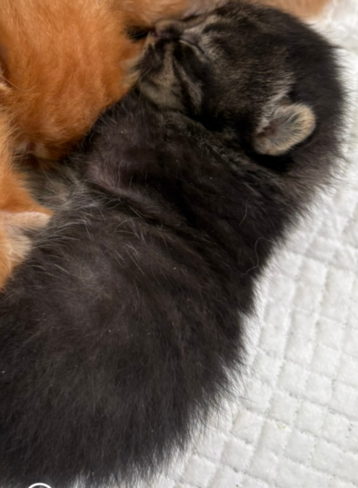 子猫の柄ついて質問です。この子猫はキジ黒ですか？成猫になればど