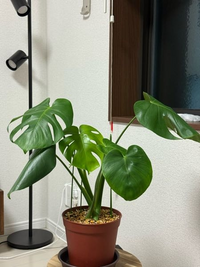 観葉植物を買う予定です。モンステラとパキラで迷ってます。大き