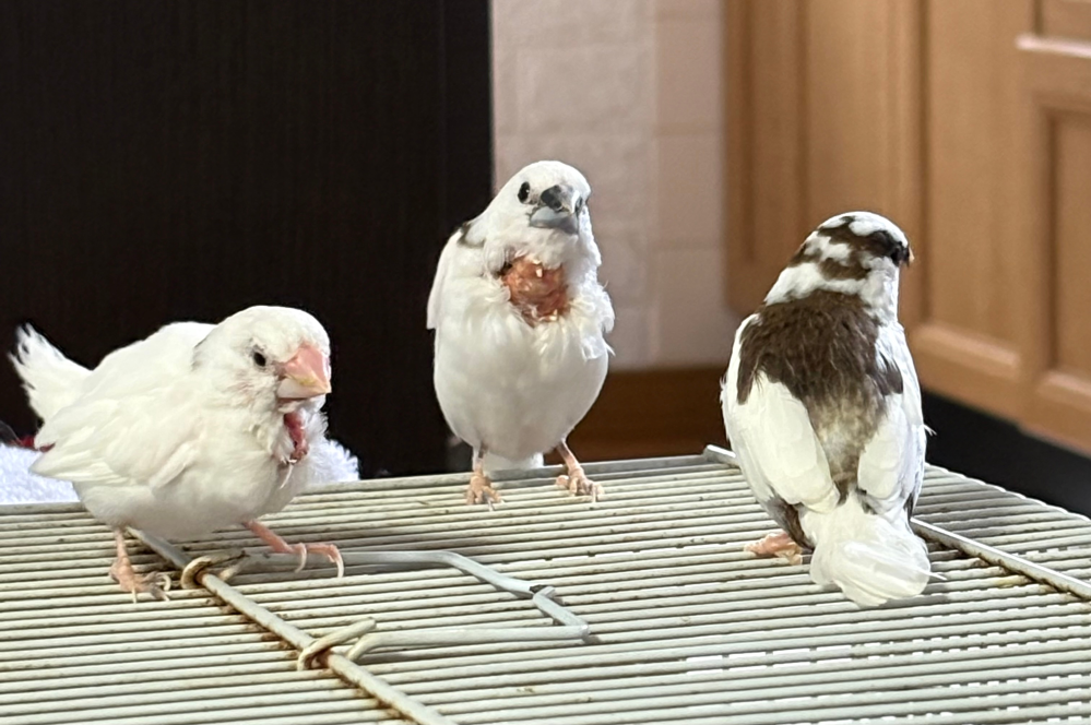 コザクラインコの1人餌について。生後34日のコザクラです。もう