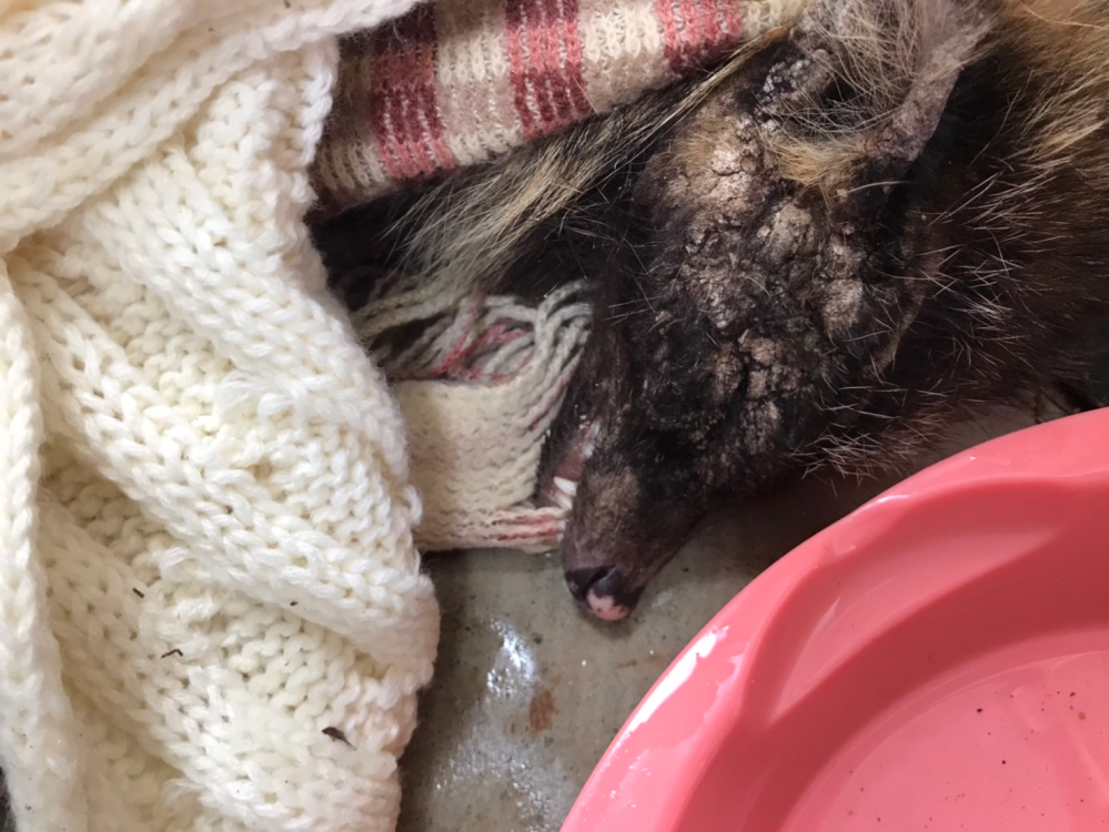友達の家に瀕死のタヌキ？みたいな動物が倒れてたみたいなんですけど誰か動物に詳しい人教えてください！