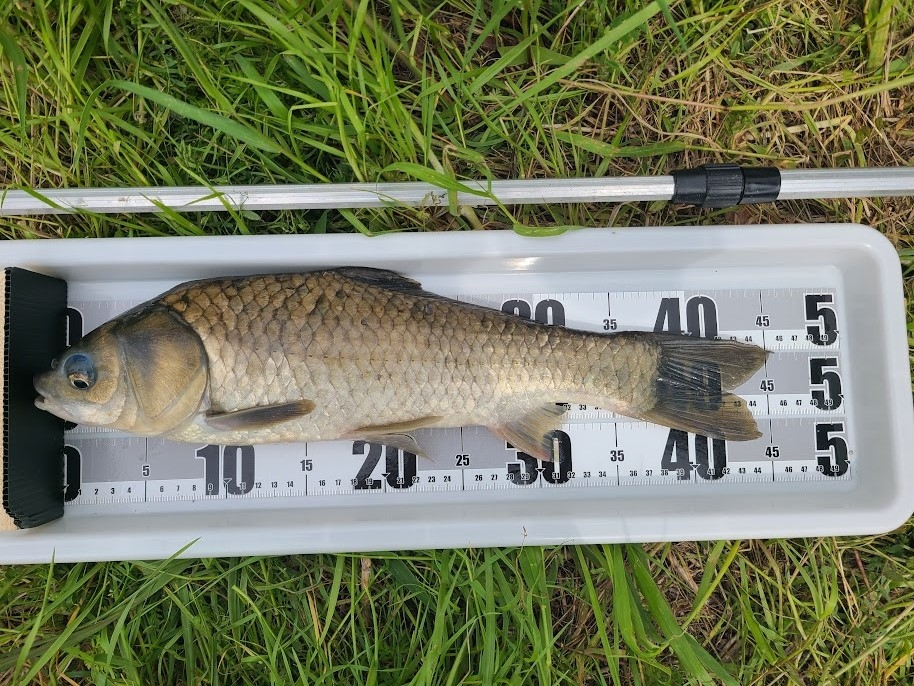 この魚はなんでしょうか？ 埼玉県南東部でへらぶな釣りをしていたらかかってきました。 マブナにしては大きすぎますし、ナガブナの生息地ではありません。 ヒゲもありませんでした。 へらぶな、マブナ、コイ等が生息している河川です。 コイブナでしょうか？