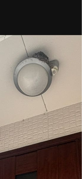 これはツバメの巣…なんですかね？ 玄関の照明に作っているんですが、未だにヒナがいる様子もなく、、巣にしては小さいんですが、夜になると親が休んでいます、、、 巣なら致し方ないのでいいのですが、玄関の真上の為、真下がフンや藁？だらけになっているので困っています。