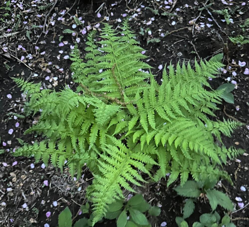 この植物は植物判定アプリによると西洋メシダだそうですが、シェー