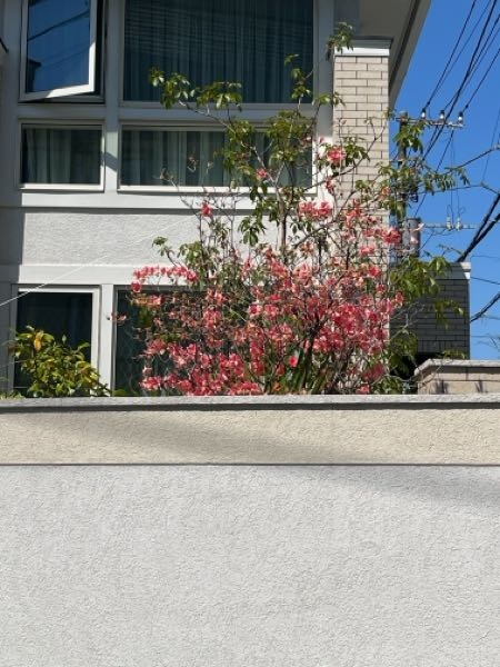 この植物の名前は分かりますか？