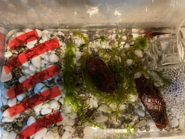 サワガニの飼育環境についてです。 先日スーパーの鮮魚コーナーでサワガニを見かけたので、飼おうと思い3匹買ってきました。 25×20cmの虫かごに床材で3割ほど陸を作り、隠れ場所とエアレーションを放り込みました。餌は今のところむき身のシジミを2日に１回ほどあげています。 もう少し大きめの水槽に変え、濾過装置も購入しようとは思っていますが、ひとまずこれで良いでしょうか？