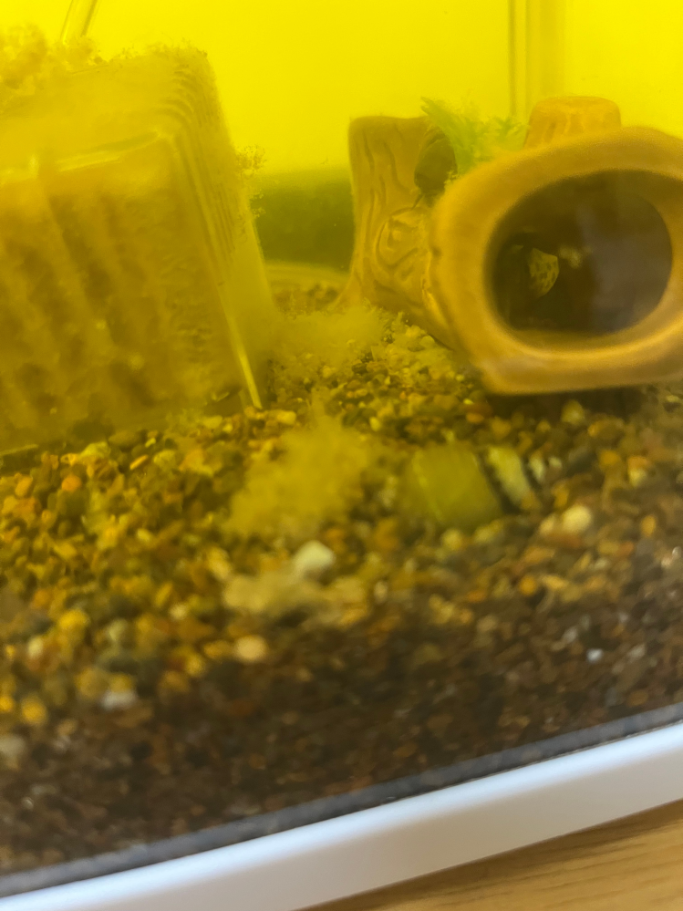 ドジョウとヒメタニシをぶちこんでいる水槽に白いモコモコのようなものがあります。水換えの時に掃除してやればいいでしょうか？