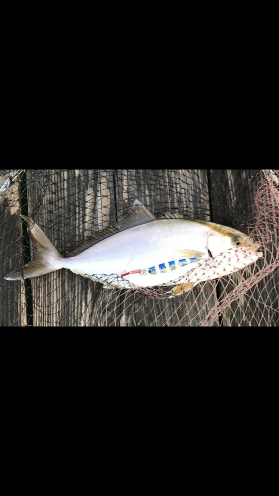これはブリ系の魚ですか？