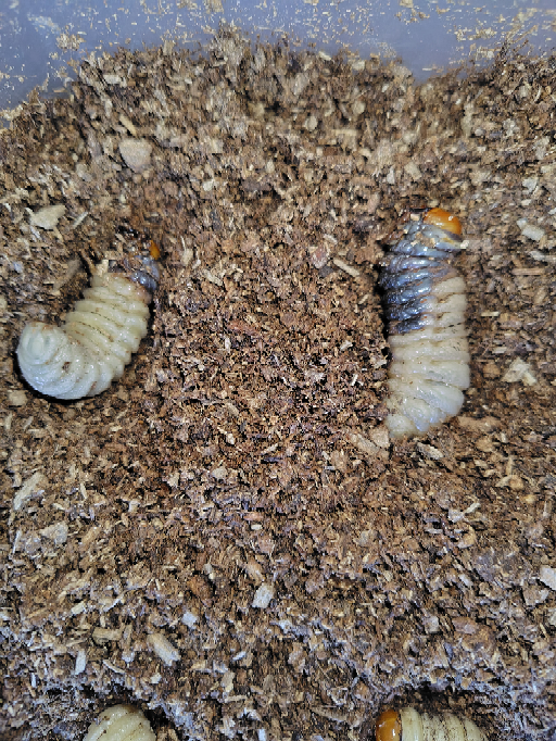 ヒラタクワガタの幼虫です。 黒くなってる2匹はもうダメでしょうか… まだ生きてます。