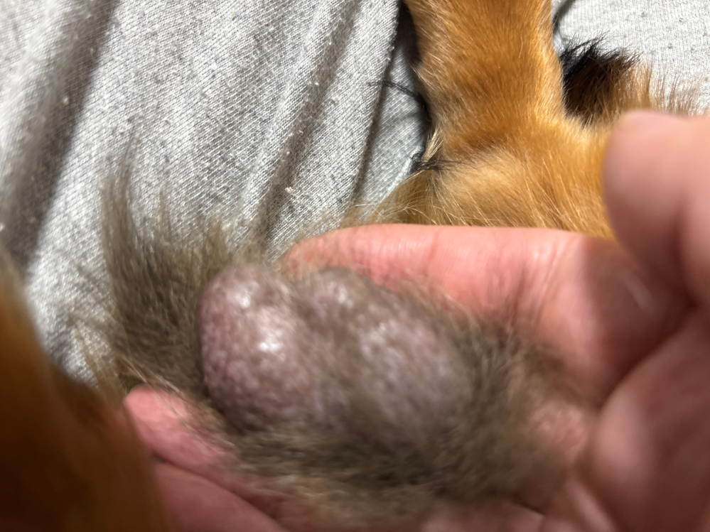 9ヶ月半のカニンヘンダックスフンドなのですが 金玉の下の方が丸く膨らんでいます。 触ると小さな玉がもう一つずつあるように感じます。 これは正常なのでしょうか？ それとも何か異常が起きているのでしょうか？