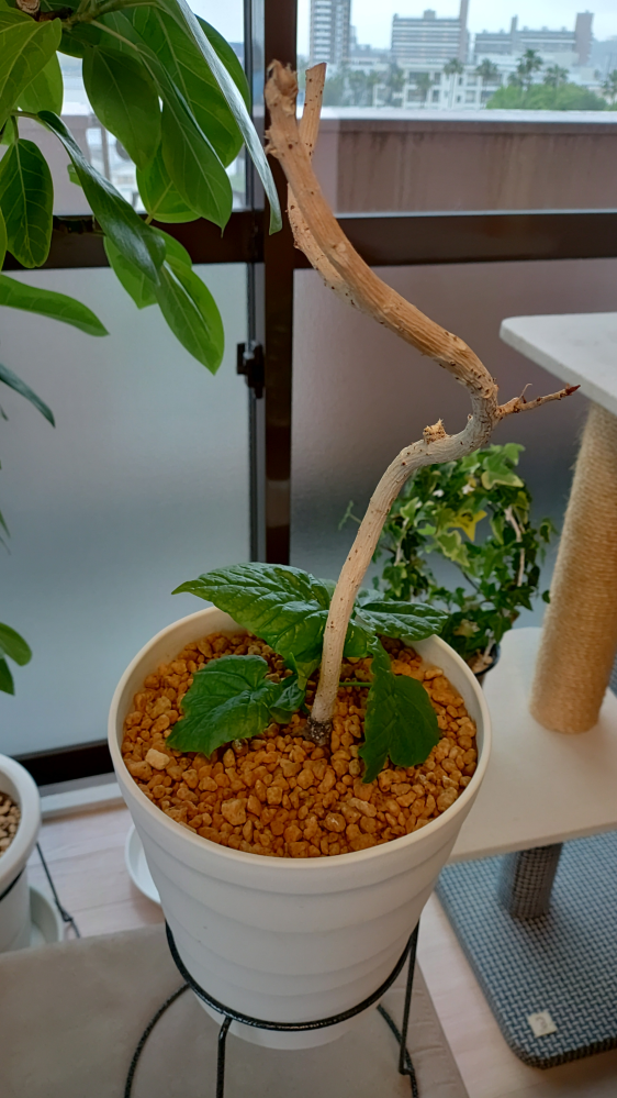 厳選樹形 ホワイトゴースト セラミック鉢 | PLANTS SHOP OLIVE