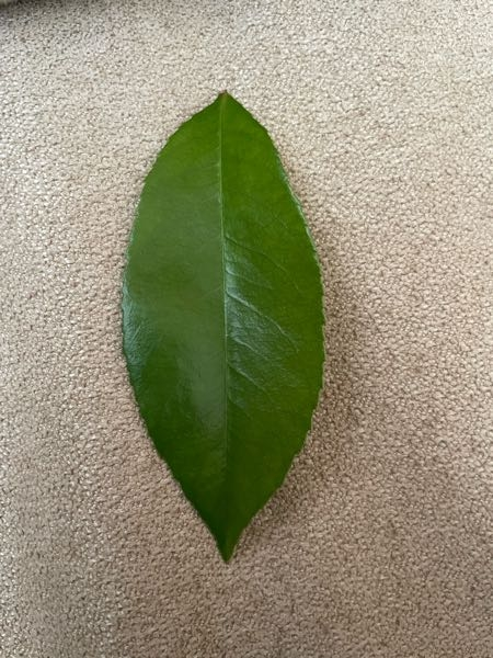 こちら、何て葉っぱでしょうか - Yahoo!知恵袋