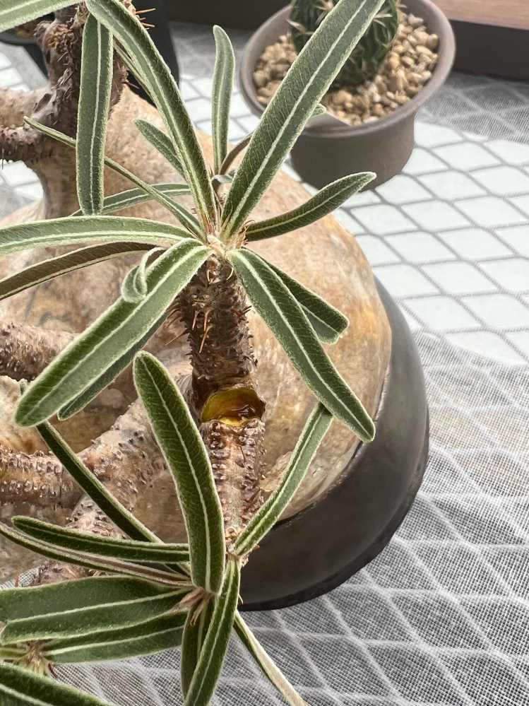 イタリアメリクロン株として売られていたアガベを6月末に購入して