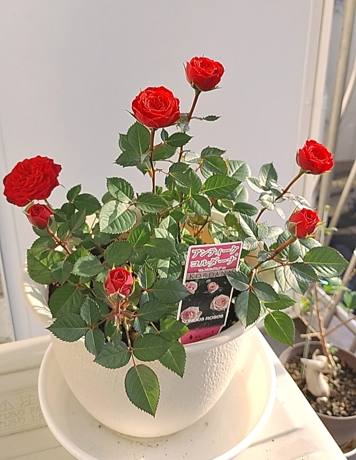 3枚葉しか見当たりません。昨年度秋に、初めてミニ薔薇を購入しま 