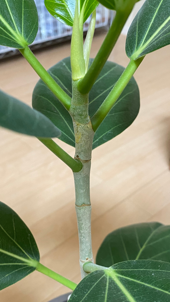 フィカスベンガレンシスについて。茎の長さ、間隔が短い間にどんど 