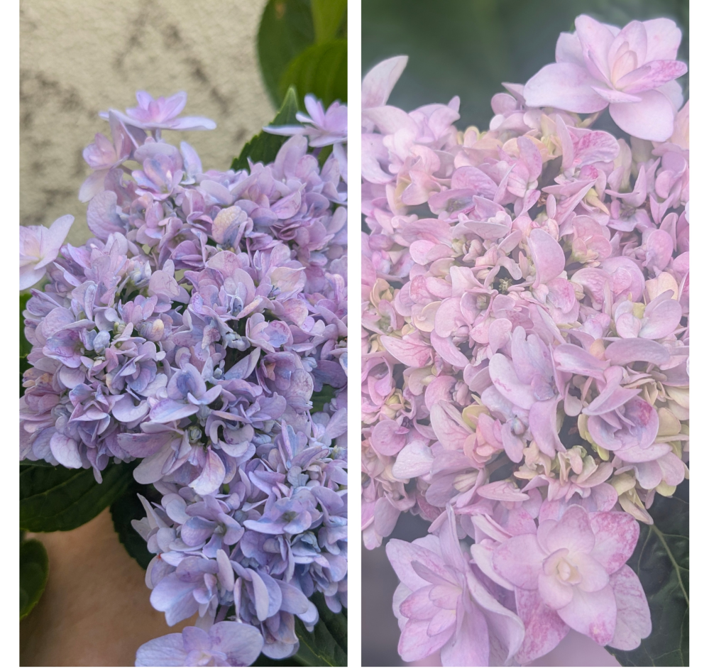 紫陽花のら色の変化について - 3年前、「隅田の花火」と言う品