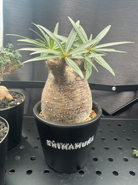 パキポディウムグラキリス 室内管理4年目 パキポディウム