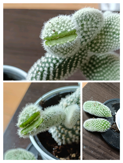 ウチワサボテンを倒して折ってしまいました。。。折れた部分はどう