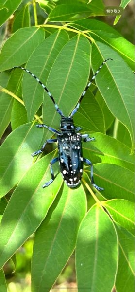 ゴマダラカミキリムシ カミキリムシ餌 昆虫ゼリー ツヤハダ