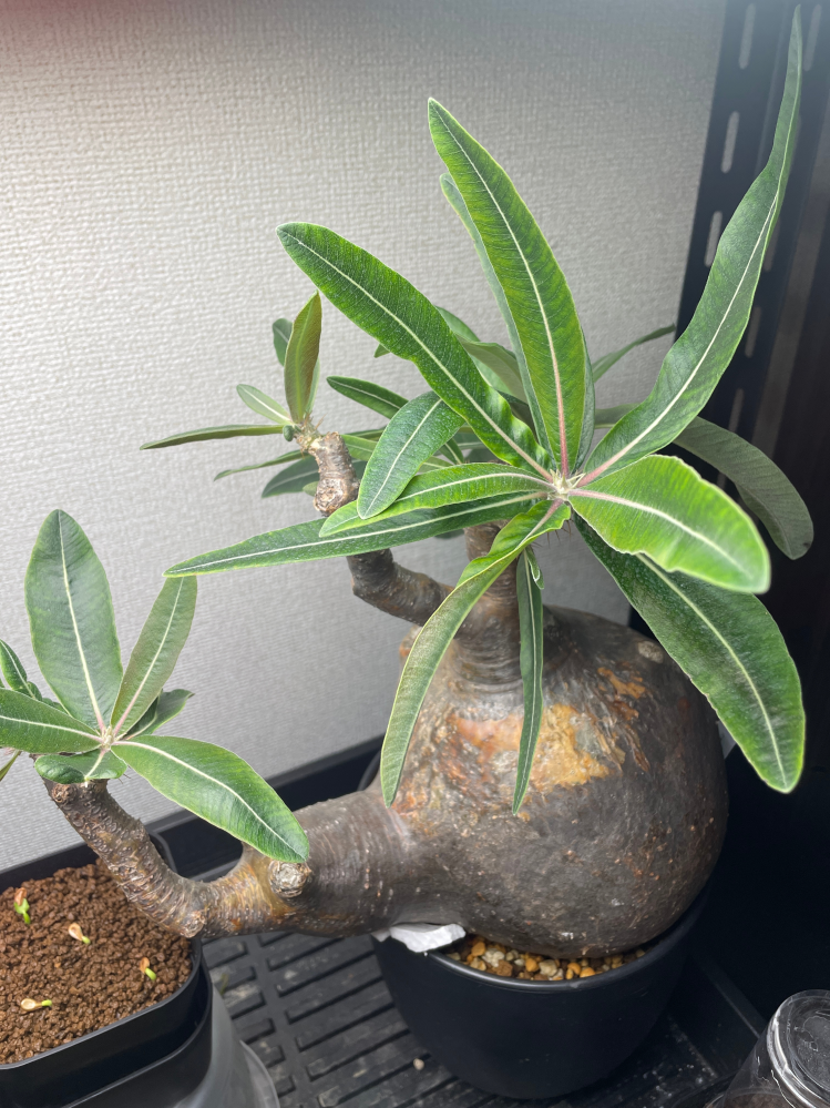 パキポディウムグラキリスの現地球を購入したのですが購入当初は葉