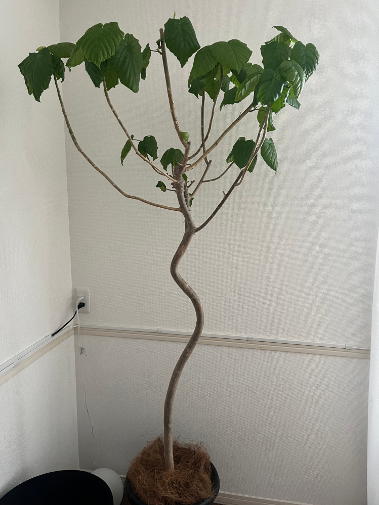 その他観葉植物 NORUTO NARUTOのカカシの部屋にある植木のウッキー君は誰かからの贈り
