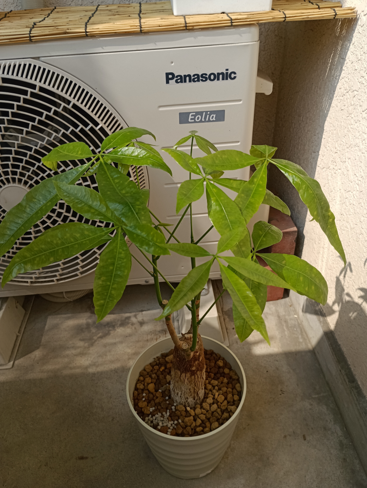 その他観葉植物 NORUTO NARUTOのカカシの部屋にある植木のウッキー君は誰かからの贈り