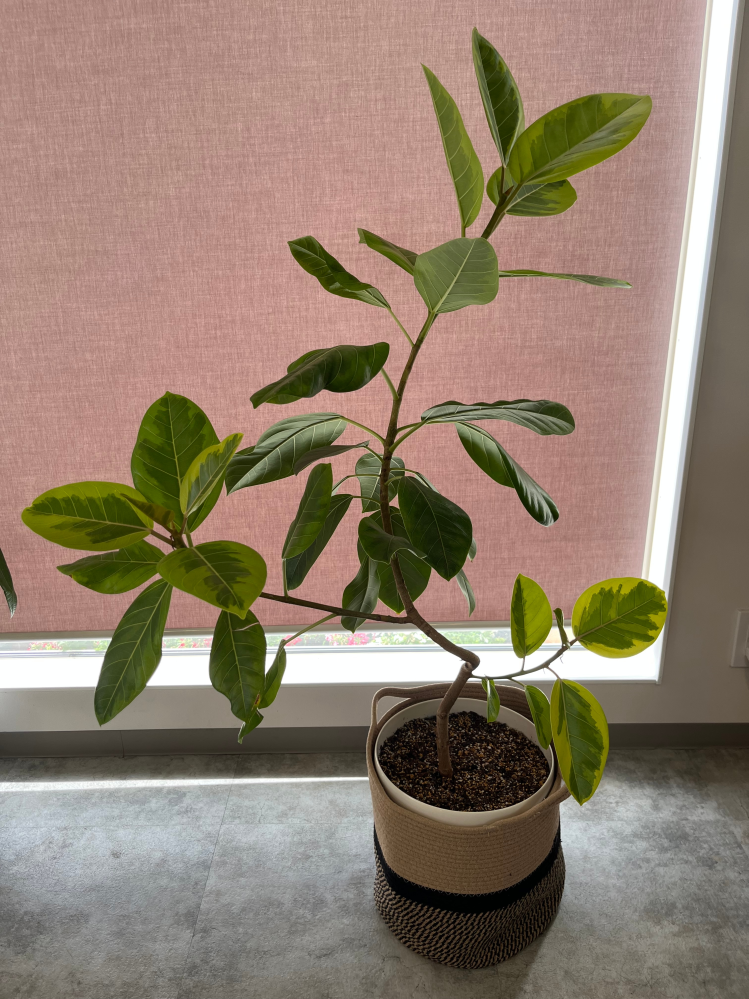 その他観葉植物 NORUTO NARUTOのカカシの部屋にある植木のウッキー君は誰かからの贈り