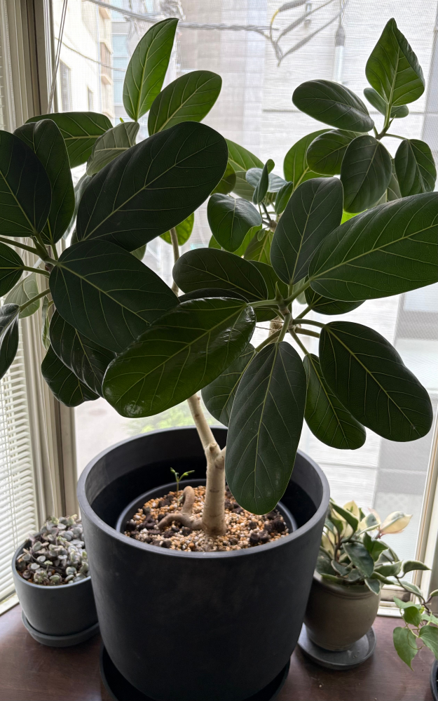 ココスヤシの鉢植え高さ90鉢底から1メートル30センチの