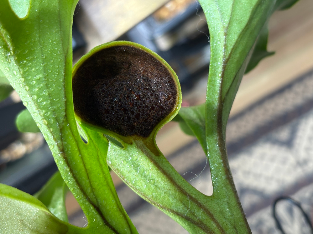 ビカクシダ初心者です。板付の水苔直径20cmくらいのリドレイ貯