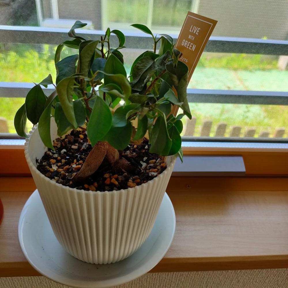 カエル パキラ ホワイトスター 接ぎ木 パキラ 082301 販売・通販 ［詳細ページ］ *tree tree*