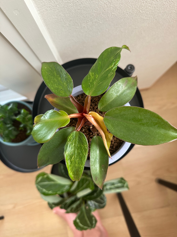 ココスヤシの鉢植え高さ90鉢底から1メートル30センチの