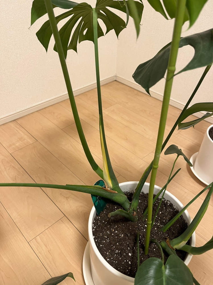 ユッカ 　根＆新芽付き 楽天市場】ユッカ Yucca 青年の木【観葉植物 ユッカ 丈夫 冬でも