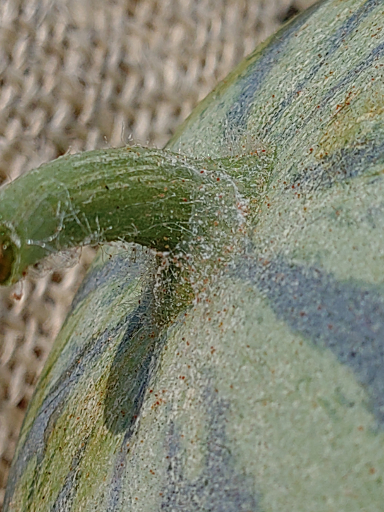 植物鉢のvaliem（バリエム）。インビジブルインクのデザイン