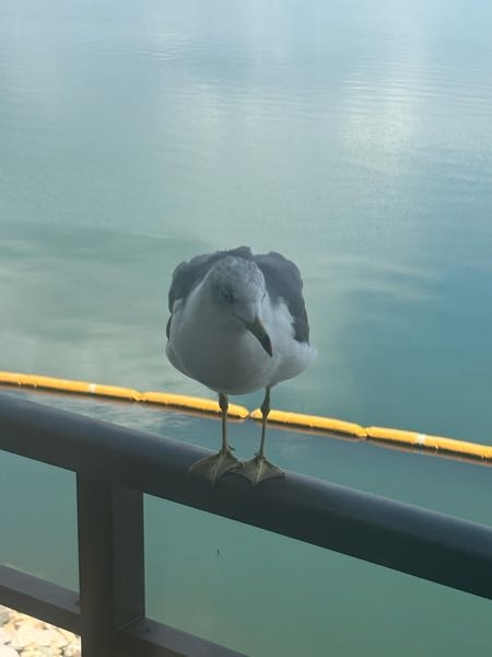 ♪未使用 海とヨットとカモメちゃんの置き物♪ ♪未使用 海
