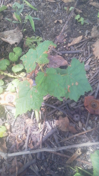 この植物は何の植物ですか？うちの畑に生えてました。わかる人教えて