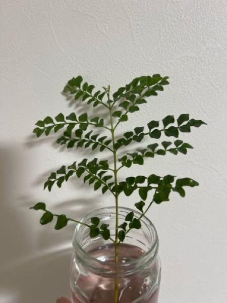 ま*る様 多肉植物　ハオルチアOB-1オブツーサ錦　鮮明錦　糊斑 多肉植物 ハオルチア OB-1オブツーサ錦 糊斑 - メルカリ