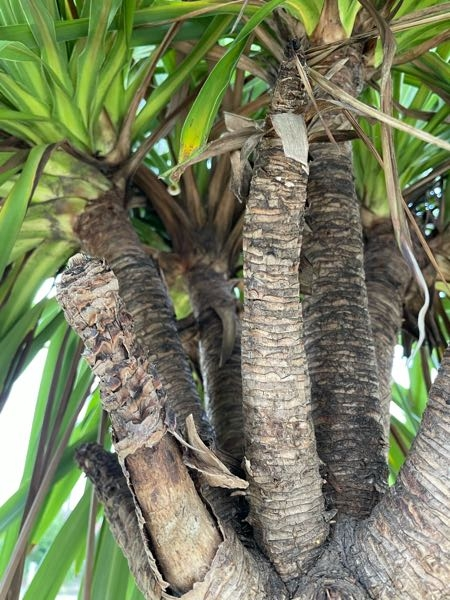 ニオイシュロラン 地植え ニオイシュロラン 極太良株 公式通販