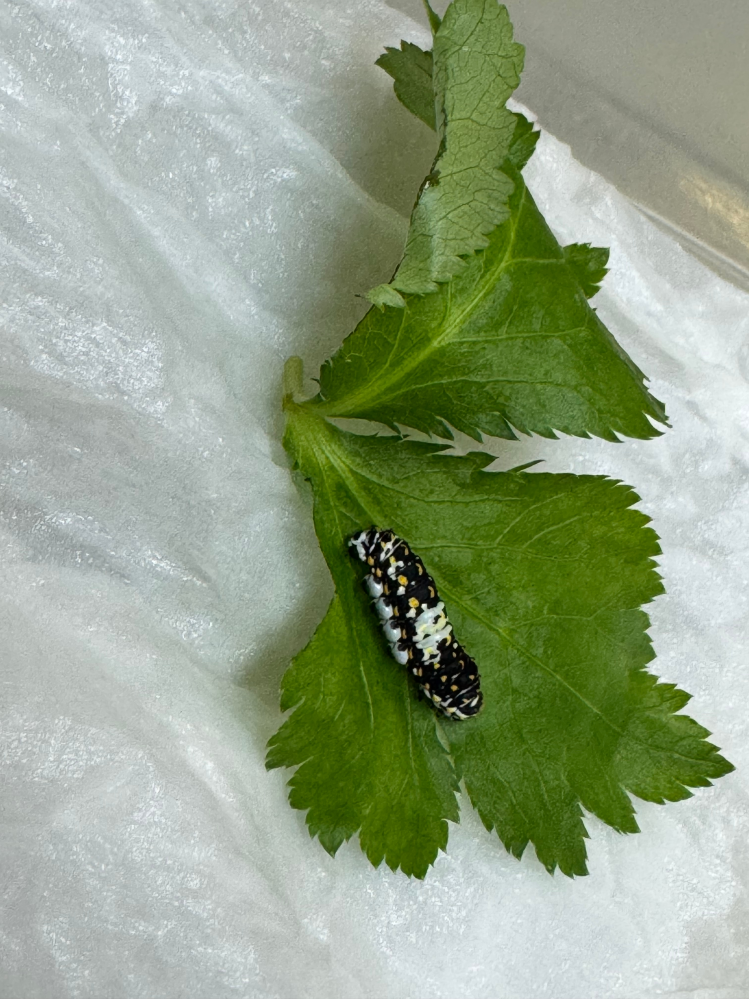 キアゲハの幼虫が、餌のパセリを食べてくれません屋外の植木鉢の