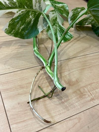 モンステラ、ホワイトタイガー？のカットをいただきました。この