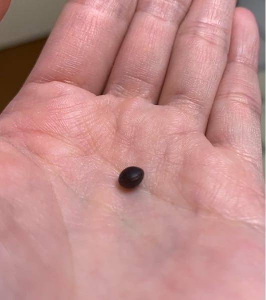 種について恐らく植物の種だと思うのですが､添付写真の種が何の種か