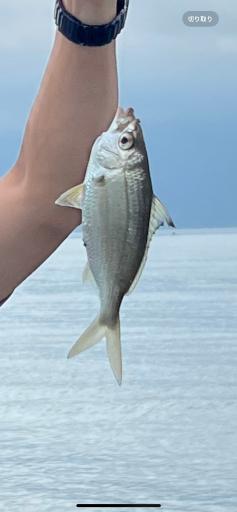 宇崎日新 マルチスクエア アクション鯉 超硬6307 宇崎日新