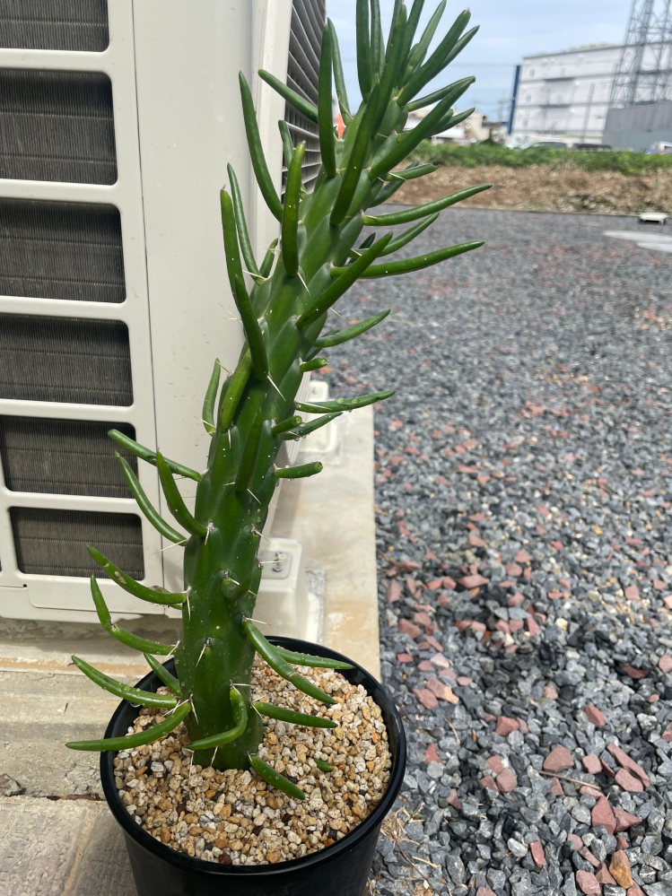 ヤ*パ様 ココスヤシ　鉢下から90㎝ぐらい ココスヤシ 鉢下から90センチぐらい