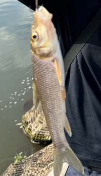 川で釣れたのですがこの魚なんですか？ 