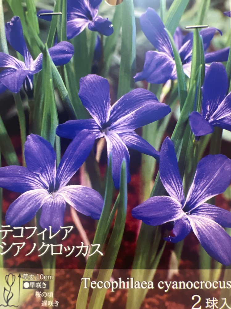 テコフィレアシアノクロッカスを球根から育てたいのですが、お花を育て