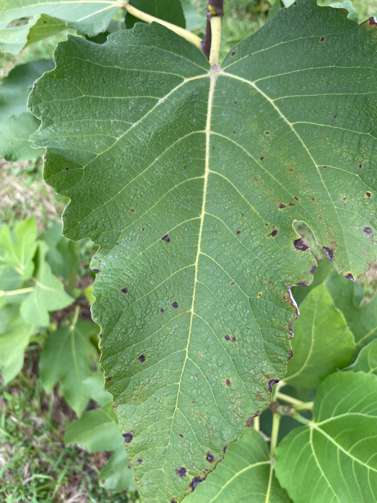 無花果について質問です。2か月前に無花果の苗木を植えましたが、新